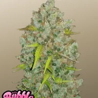 Original AUTO BUBBLEGUM